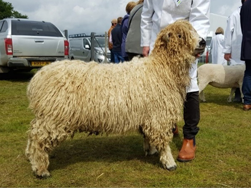 Greyface Dartmoor sheep