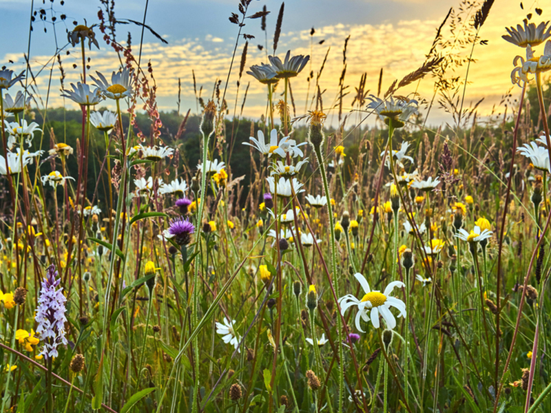 Wild flower meadow