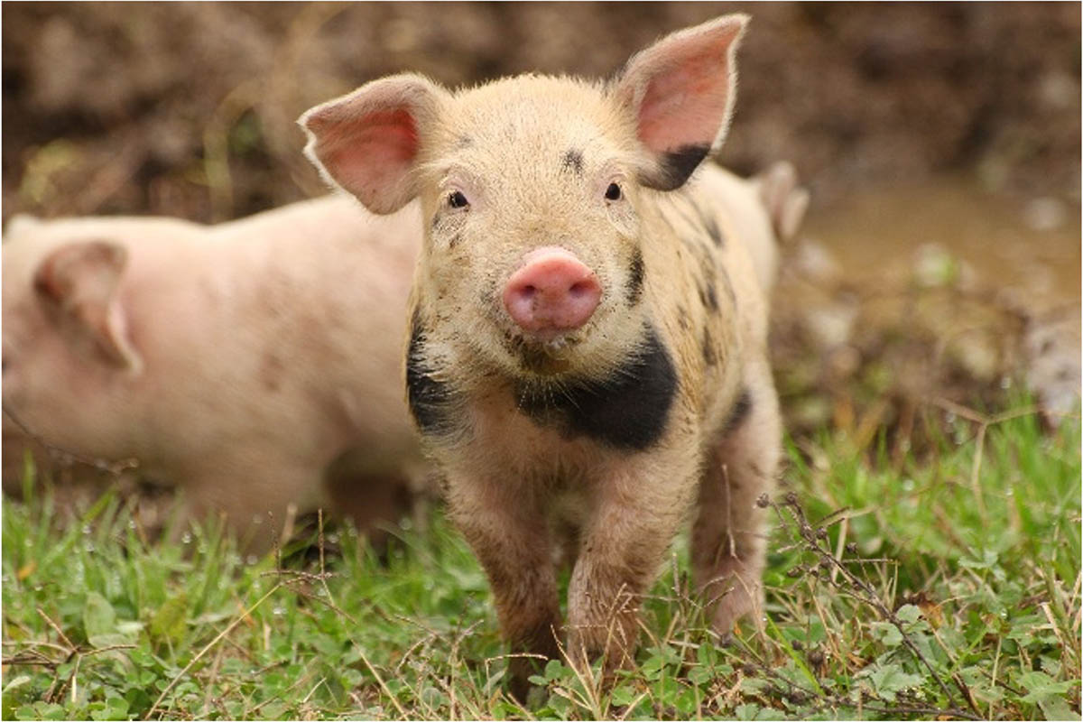 piglet